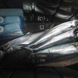 サゴシ釣れました