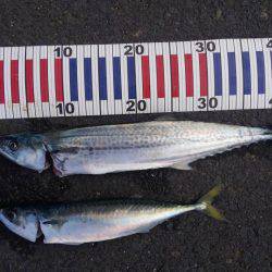 サバ釣れました