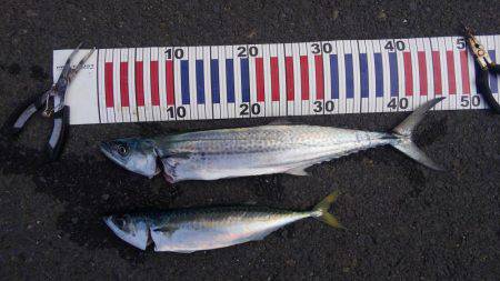 サバ釣れました