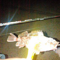 タチウオ&アジング