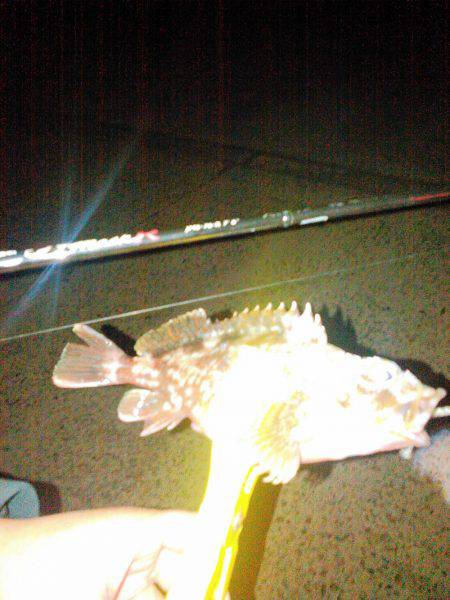 タチウオ&アジング