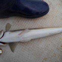 久々のヒラマサ