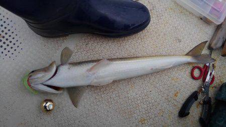 久々のヒラマサ