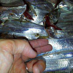 F4.5来た！そして、タチウオ18匹♪