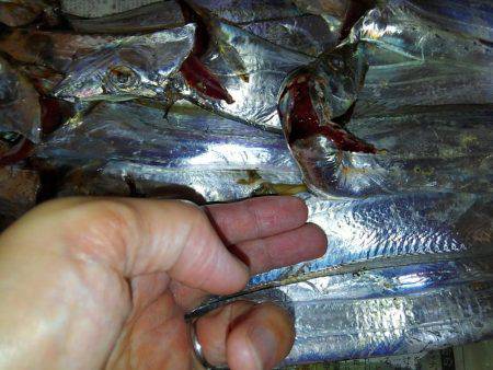 F4.5来た！そして、タチウオ18匹♪