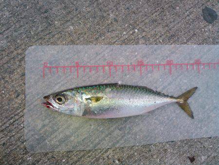 かもめ大橋とその付近にて