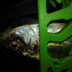 夕食アジンガー