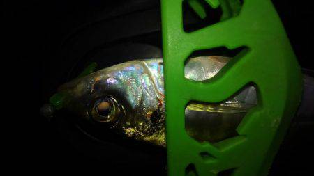 夕食アジンガー