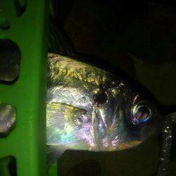 レギュラーサイズですが