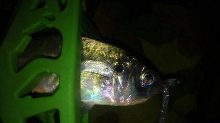 レギュラーサイズですが