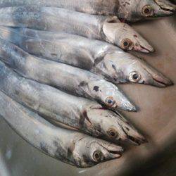 タチウオ好調ですが