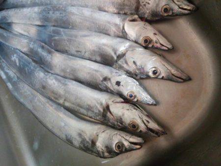 タチウオ好調ですが