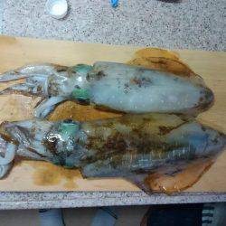 筏でアオリイカ