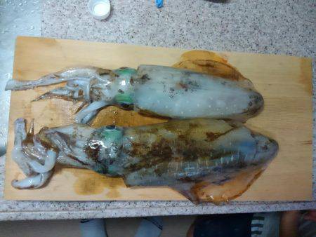 筏でアオリイカ