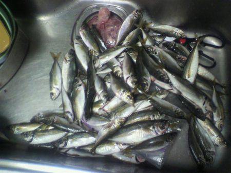 あじ　カワハギ　子メジナ