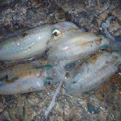 ナイトエギング