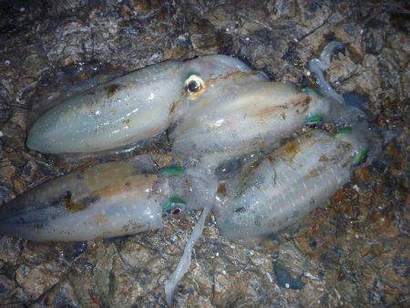 ナイトエギング