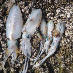 デイエギングでキロアップ♪