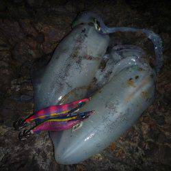 ナイトエギング