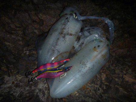 ナイトエギング