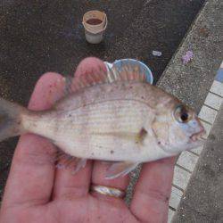 20cmのイワシが釣れます