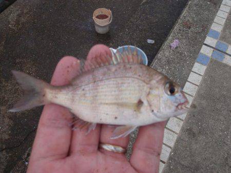 20cmのイワシが釣れます