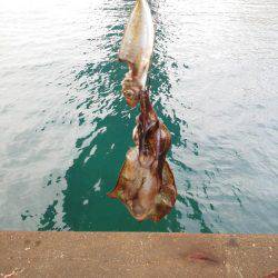 今年初めてのアオリイカ・・・・