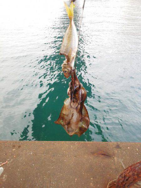 今年初めてのアオリイカ・・・・