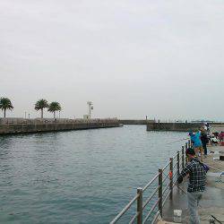 マイワシ大漁!サゴシもゲット!!