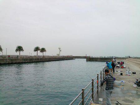 マイワシ大漁!サゴシもゲット!!