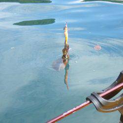 ジギング、エギング、タイラバなどなど