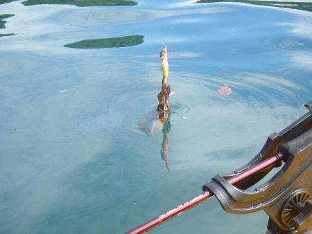 ジギング、エギング、タイラバなどなど