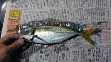 泉南中アジ調査でランガン