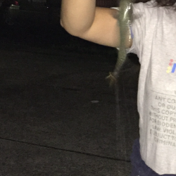 アジ、サバ、イワシ入れ食いでイカも！