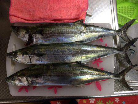 マイポイントで朝練