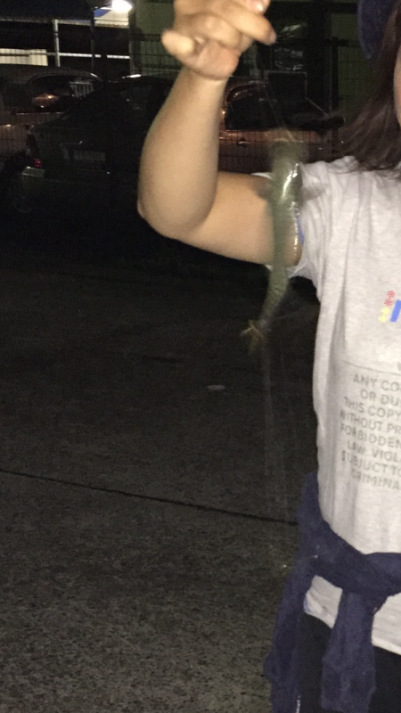 アジ、サバ、イワシ入れ食いでイカも！