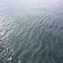 レッドモンスターの子