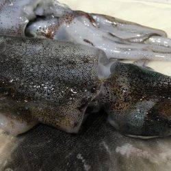 奈良より釣ーリング（バイク釣行）