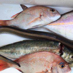 オフショアの釣り