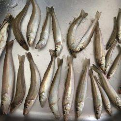 夏の終わりにちょい投げ