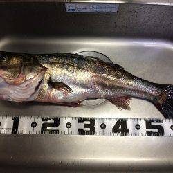 東二見人口島へ朝マヅメ釣行