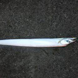 シーバス狙いが