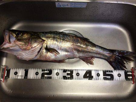 東二見人口島へ朝マヅメ釣行