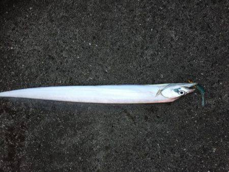 シーバス狙いが