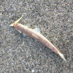 シーバス狙いのはずか