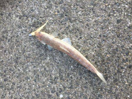 シーバス狙いのはずか