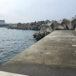 イカ好調、良い大きさに！