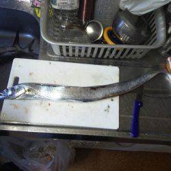 サーベリングからの