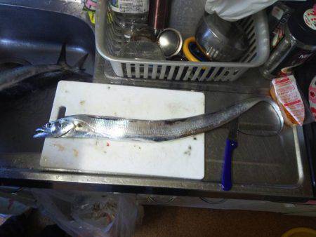 サーベリングからの