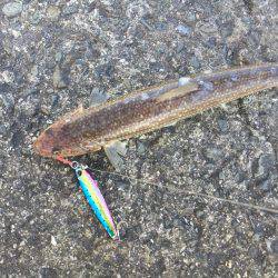 フォール中にガツン！